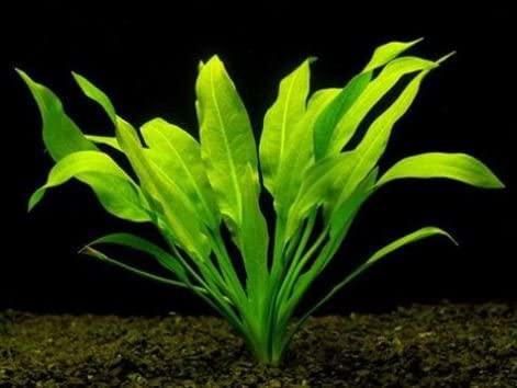 Plantes d'aquarium vivantes en pot Amazon Sword Paniculatus