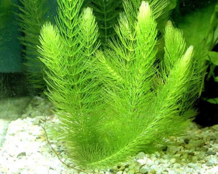 15 plantes d’aquarium qui ne veulent pas de substrat