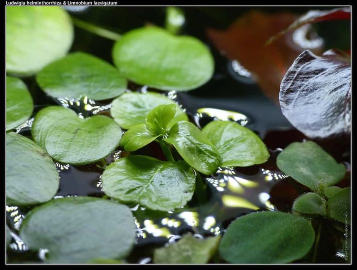 Amazon Frogbit