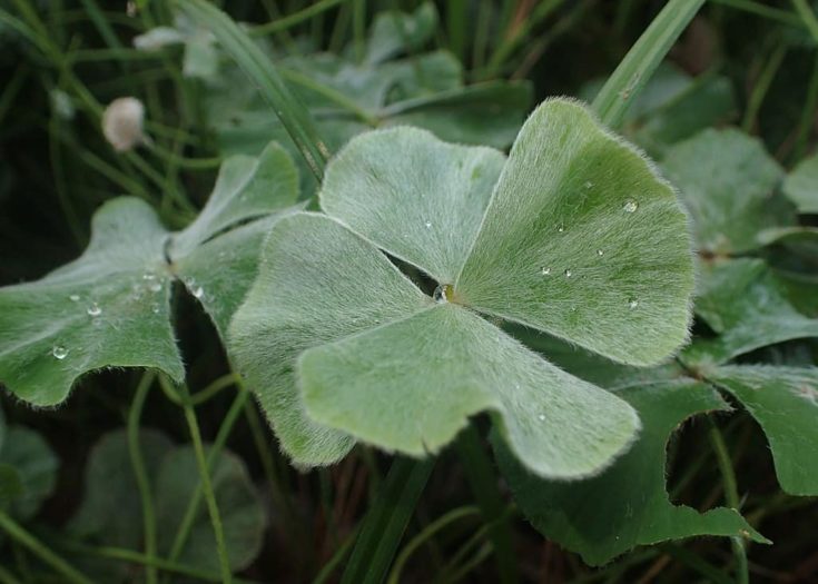 Marsilea hirsuta dans le Botanischer Garten, Berlin-Dahlem