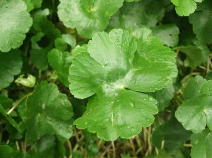 Hydrocotyle du Brésil