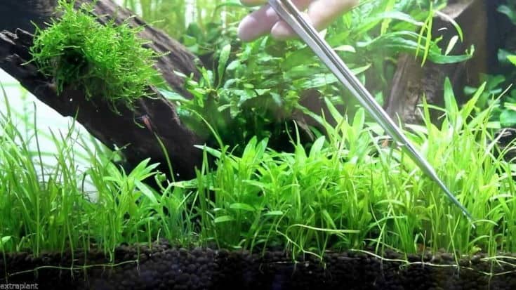 Plantes d'aquarium vivantes Lilaeopsis Novaezelandiae Micro Sword Bunch