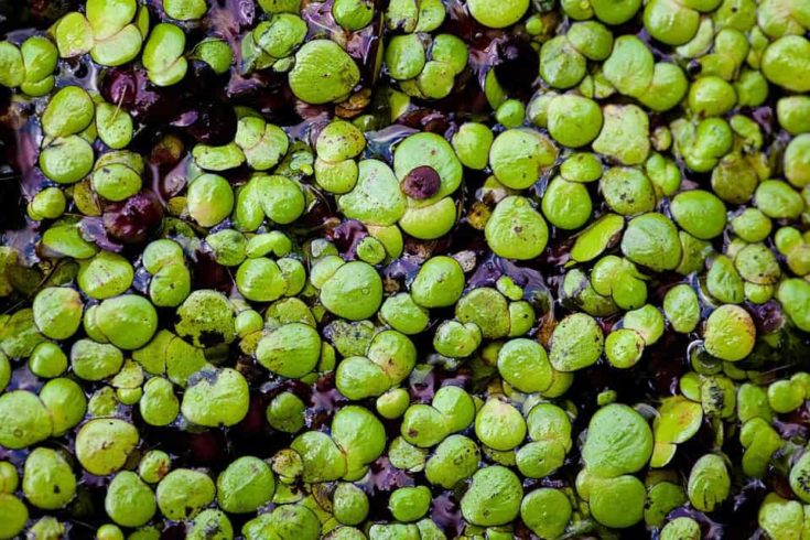 Plante d'aquarium lentille d'eau.