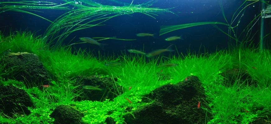 Herbe à cheveux naine verte dans l'aquarium