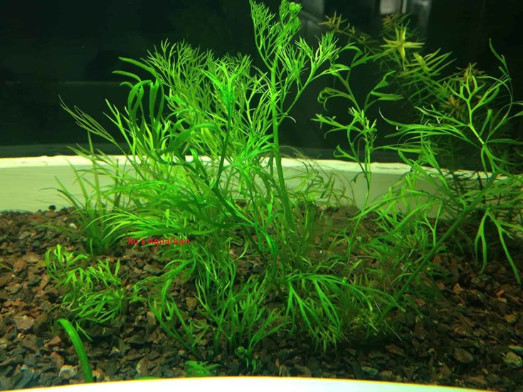 3 plantes à tiges vivantes pour aquarium (Ceratopteris Thalictroides)