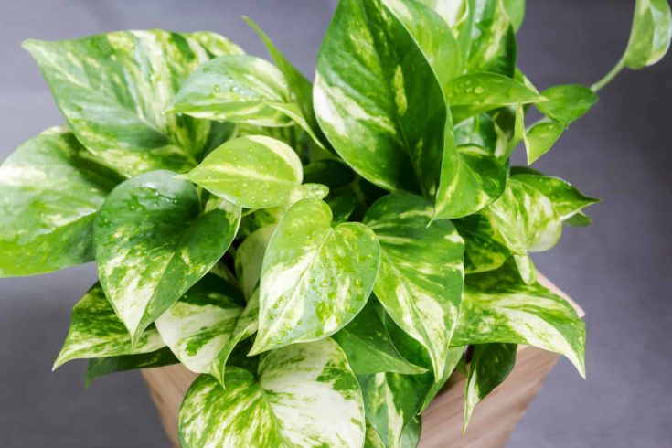 Décoration de maison et de jardin de pothos doré dans la salle de bain