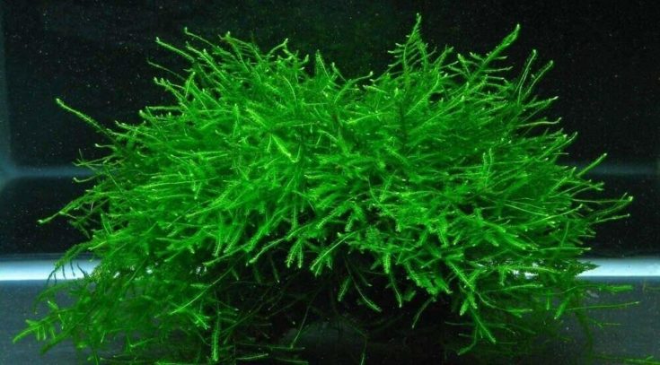 Réservoir de plantes pour débutant Java Moss Live Aquarium