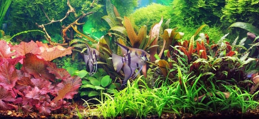 assortiment de plantes d'aquarium avec poissons