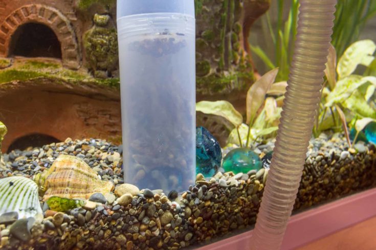 Nettoyer le sol de l'aquarium avec un siphon