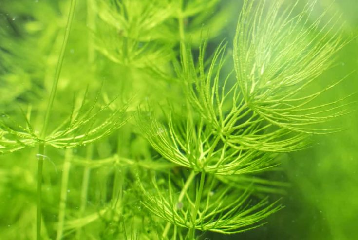 Vue rapprochée d'une plante d'eau douce. Ceratophyllum demersum.