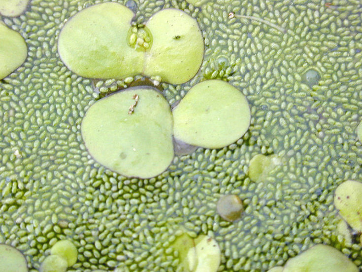 Lentille d'eau