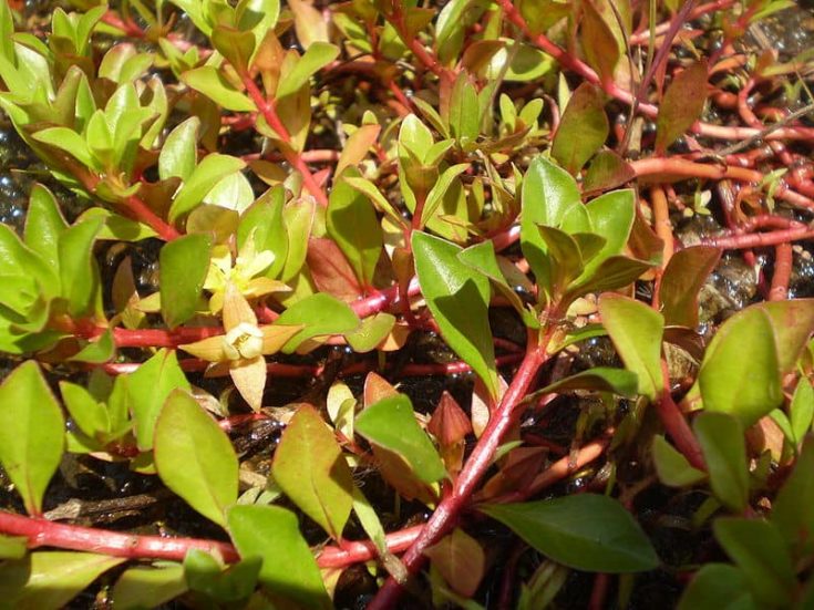 Ludwigia Repens