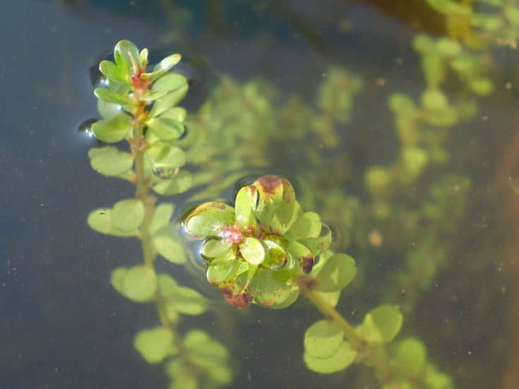 Rotala indica (Willd.) Koehne var. uligineuse