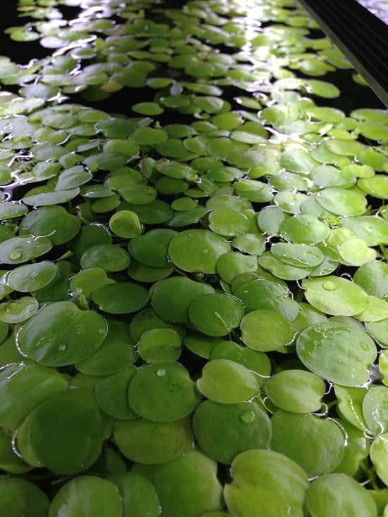 Plante aquatique flottante vivante pour aquarium Limnobium Laevigatum