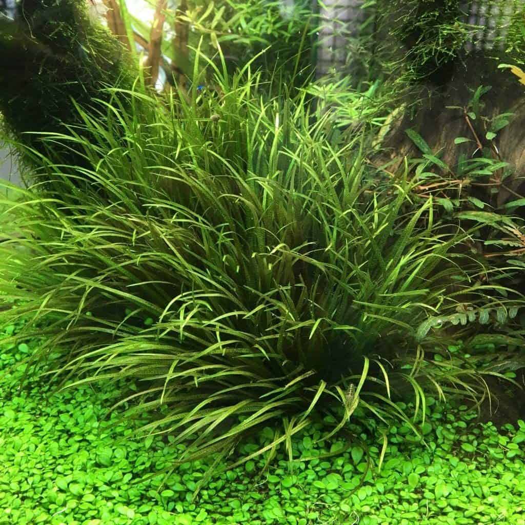 Gros plan sur Blyxa Japonica