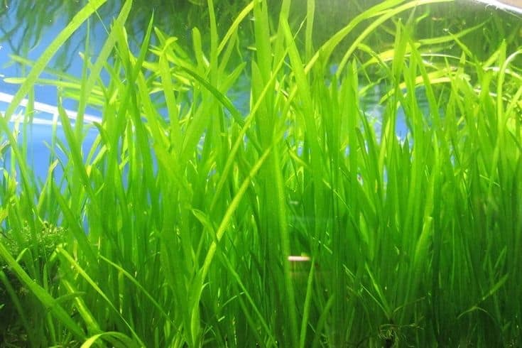 Vallisneria de la jungle