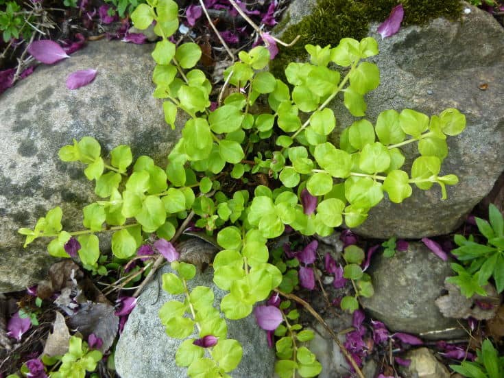 Couvre-sol, Lysimachia nummularia ~ Plante rampante