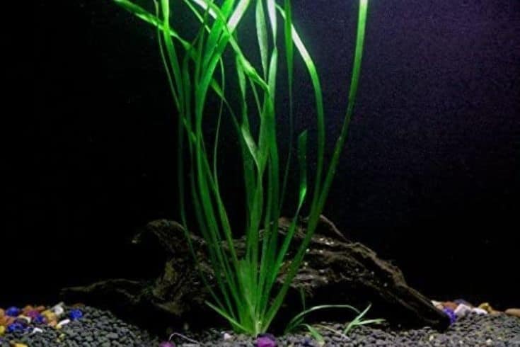 Vallisneria italienne