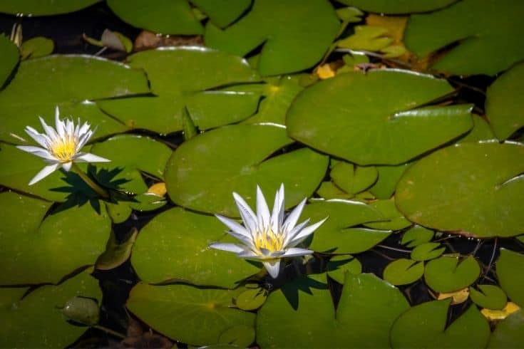 Lotus blanc égyptien