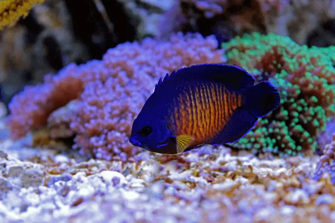 Beau corail, poisson ange