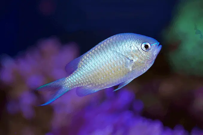 Chromis bleu vert