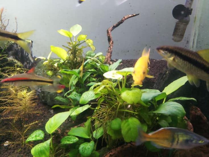 mangeur d'algues dorées dans un aquarium avec plante anubias