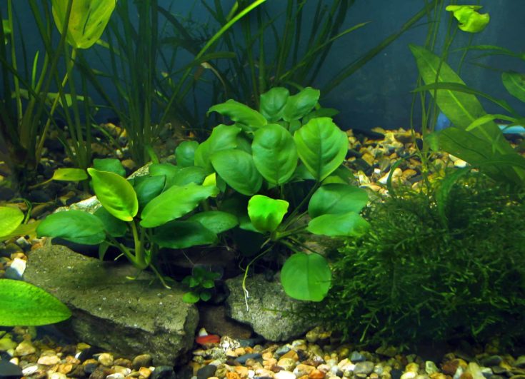 Anubias dans un aquarium