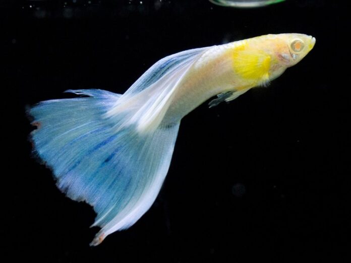 Pourquoi mon poisson Guppy devient-il blanc ? Voici ce que vous devez savoir 

