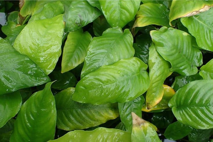 Anubias (Anubias)