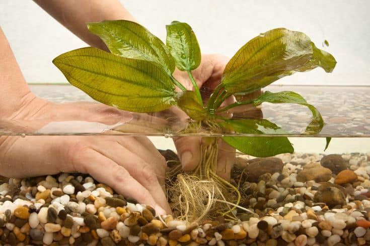 Mains plantées dans l'aquarium