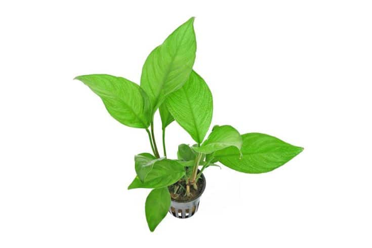 Anubias hétérophylla