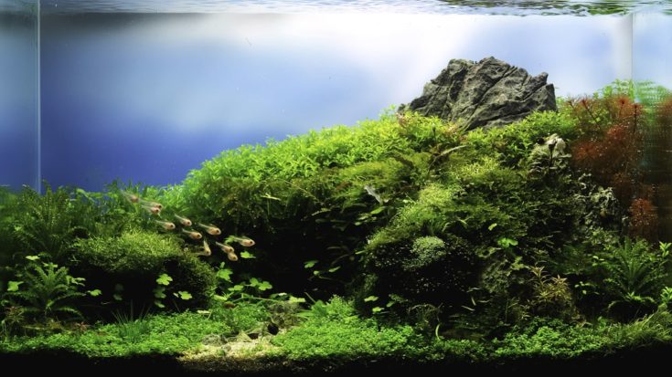 Image en gros plan d'un aquarium de paysage naturel avec de nombreux types de plantes aquatiques à l'intérieur.