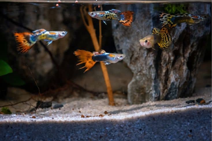 Des noms mignons et humoristiques pour vos guppys