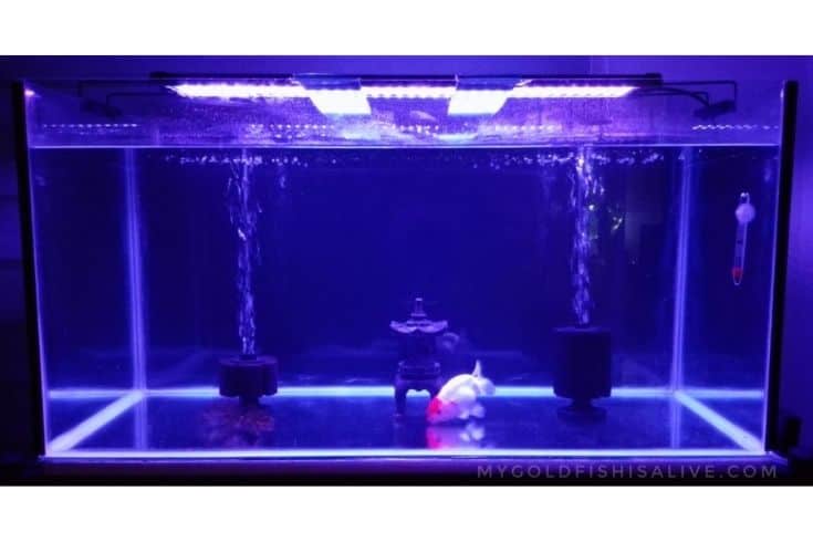 Lumières LED bleu foncé avec un poisson rouge