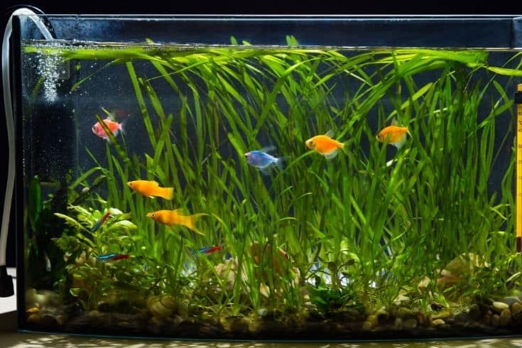 Petit aquarium rempli de beaux poissons colorés et de différentes plantes.