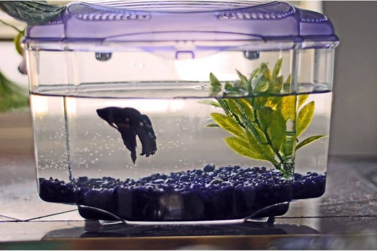 Petit aquarium avec couvercle