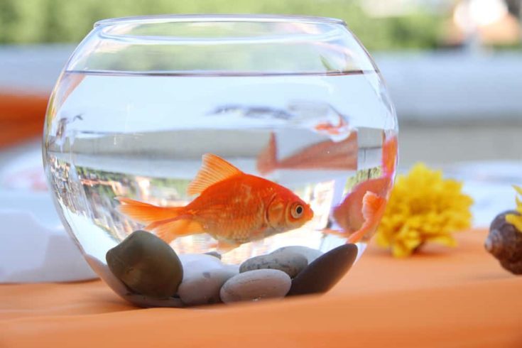 Poisson rouge dans un aquarium rond.