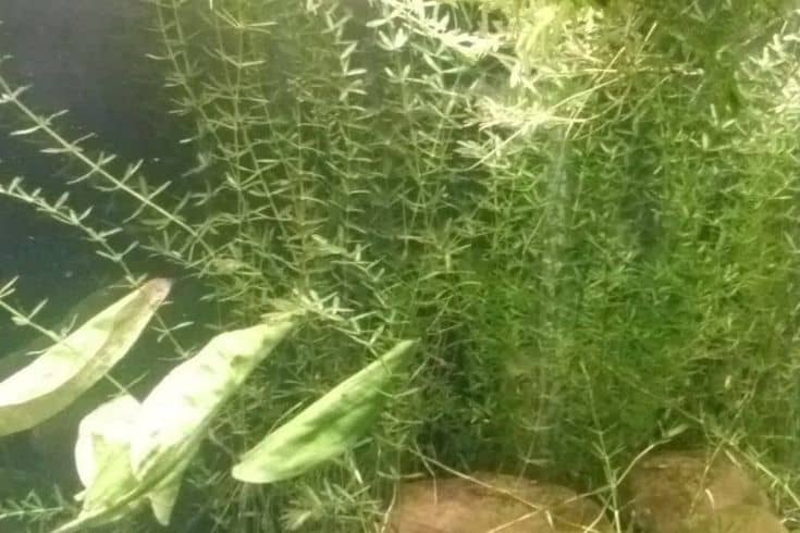 21 meilleures plantes pour les guppys