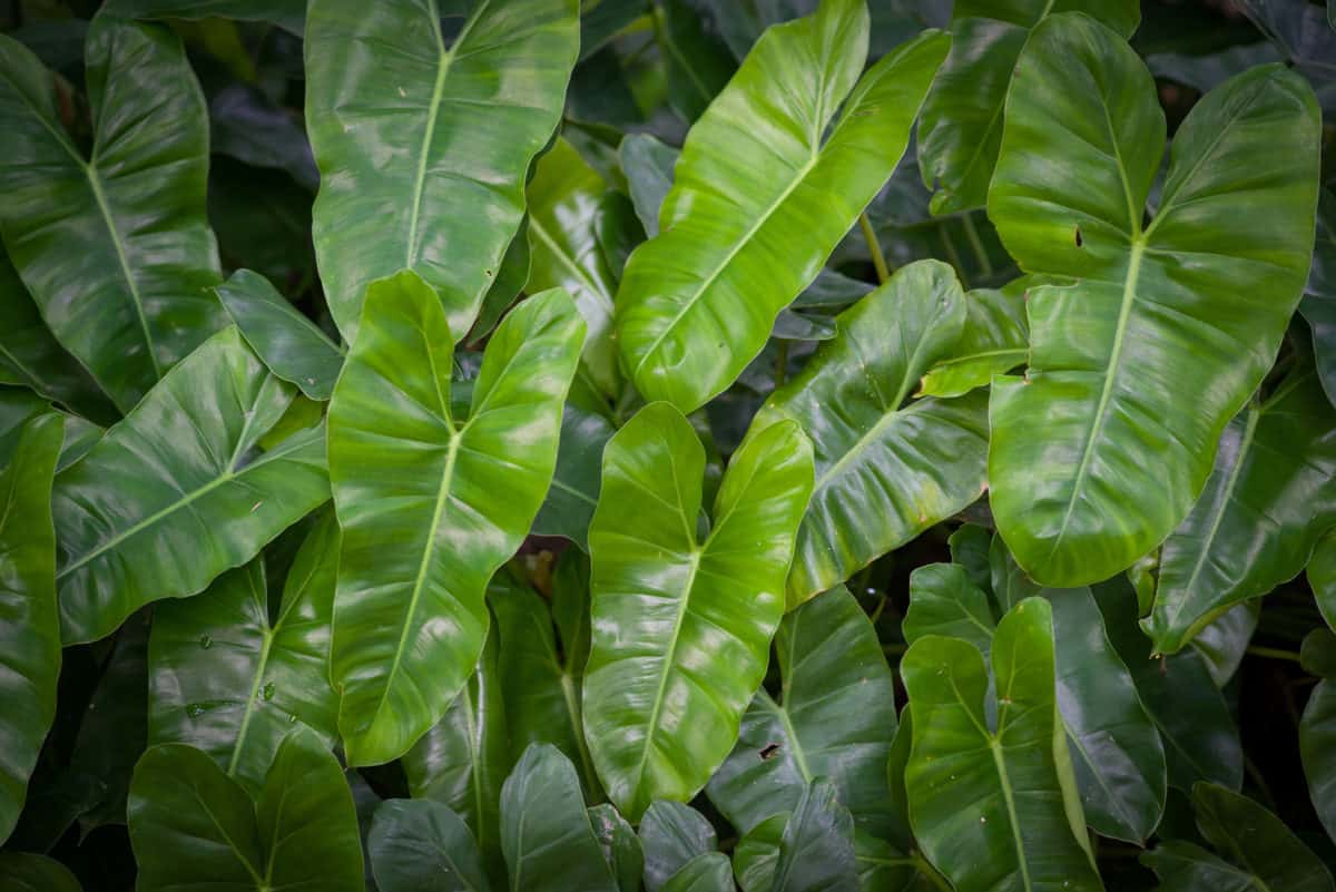 Vos informations complètes sur la protection des philodendrons dans les aquariums