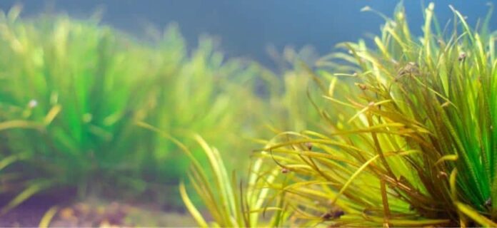 Aquarium Plant Nutrient Deficiency – A Full Information 