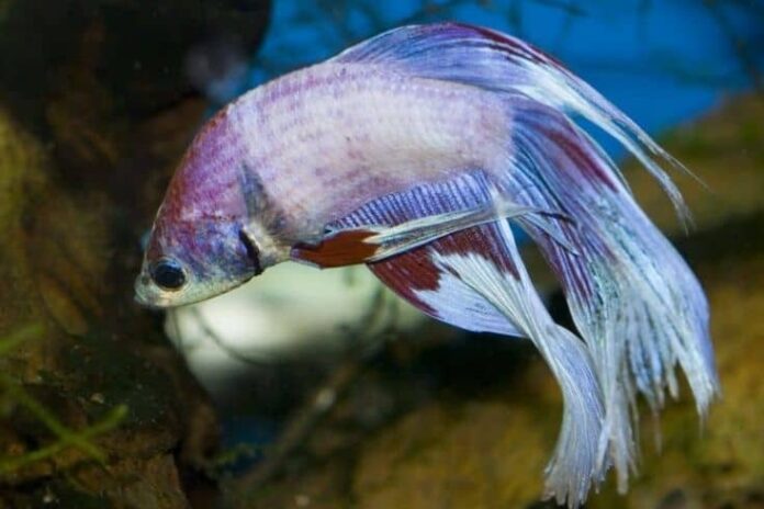 Combien de bettas y a-t-il dans un réservoir de 40 et 50 gallons ? 

