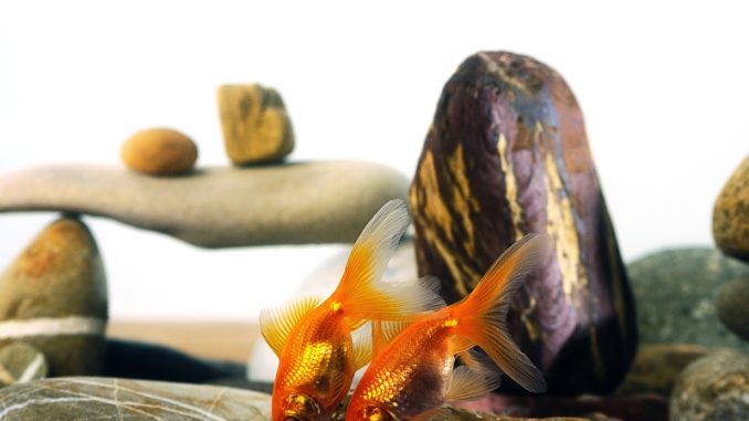 Comment les poissons rouges s’accouplent-ils ? Comprendre leurs habitudes d'accouplement