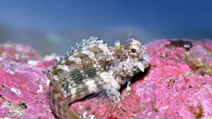 Découvrez le monde fascinant de la tondeuse à gazon Blenny !