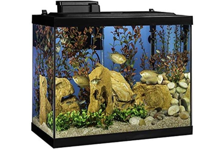 Configuration et concepts d’un aquarium d’eau douce pour poissons rouges