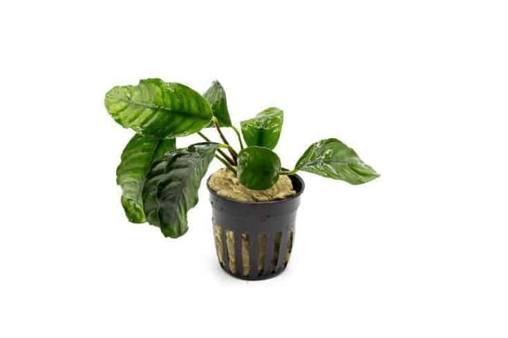 Anubias barteri variété « Coffeefolia »