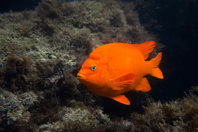 Poisson Garibaldi