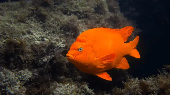 Le poisson d’État de Californie